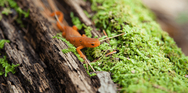 Kodak WPZ2 – 16 Mpx senzor